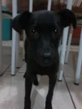 Pantera