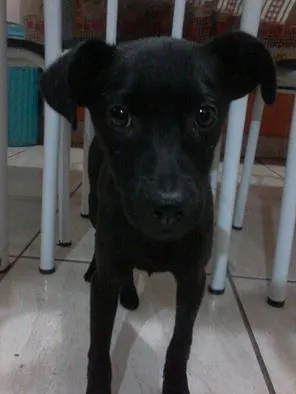 Cachorro raça sem raça definida idade 7 a 11 meses nome Pantera