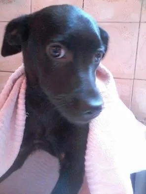Cachorro ra a sem raça definida idade 7 a 11 meses nome Pantera