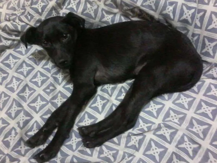 Cachorro ra a sem raça definida idade 7 a 11 meses nome Pantera