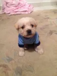 Dudu