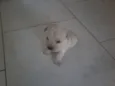 Dudu
