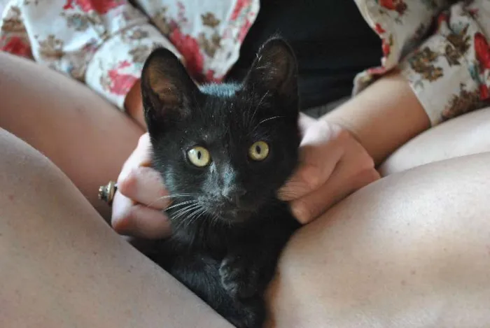 Gato ra a Vira Lata idade Abaixo de 2 meses nome Manjericão