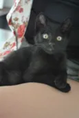 Manjericão