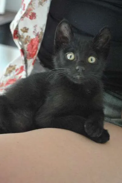 Gato ra a Vira Lata idade Abaixo de 2 meses nome Manjericão