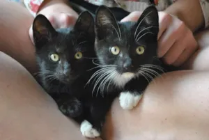 Gato raça Vira Lata idade Abaixo de 2 meses nome Manjericão