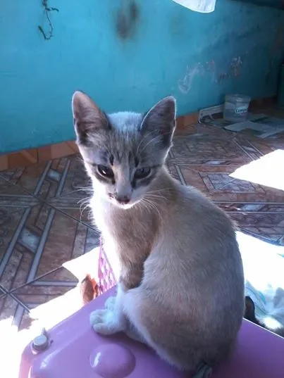 Gato ra a Sem raça definida idade  nome Pitoco 