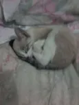Pitoco 