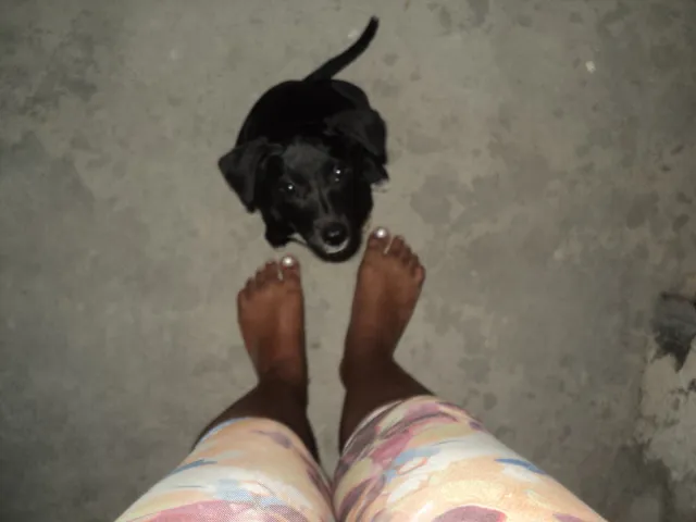 Cachorro raça  idade 2 a 6 meses nome Kiara