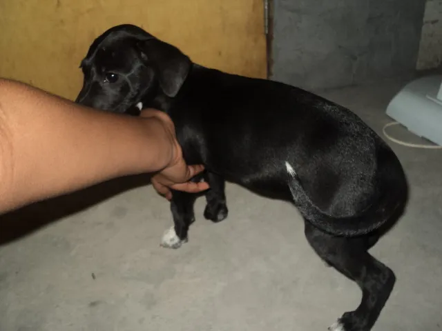 Cachorro raça  idade 2 a 6 meses nome Kiara