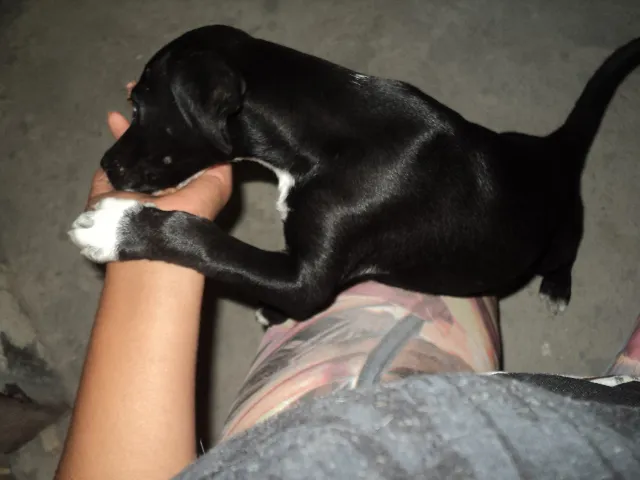 Cachorro raça  idade 2 a 6 meses nome Kiara