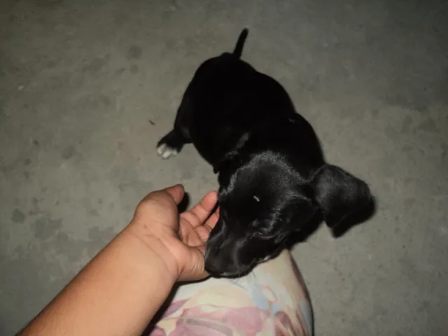 Cachorro raça  idade 2 a 6 meses nome Kiara
