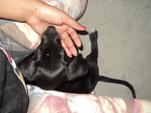 Cachorro raça  idade 2 a 6 meses nome Kiara