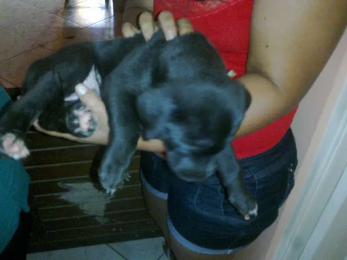 Cachorro raça não definida idade Abaixo de 2 meses nome indefinidos