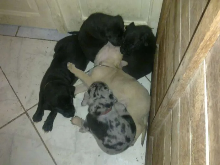 Cachorro raça não definida idade Abaixo de 2 meses nome indefinidos