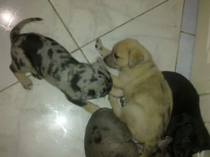 Cachorro raça não definida idade Abaixo de 2 meses nome indefinidos