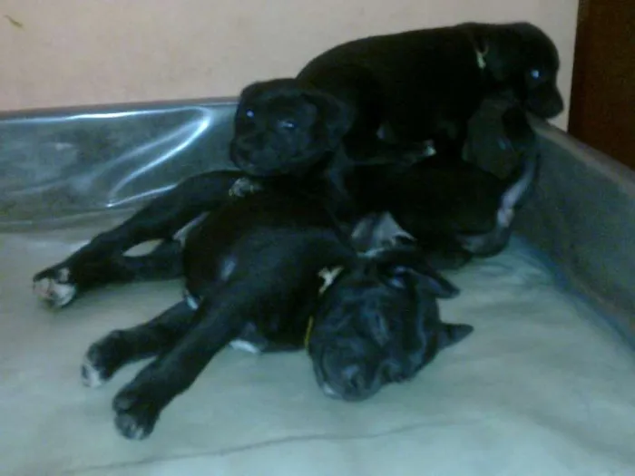 Cachorro raça não definida idade Abaixo de 2 meses nome indefinidos