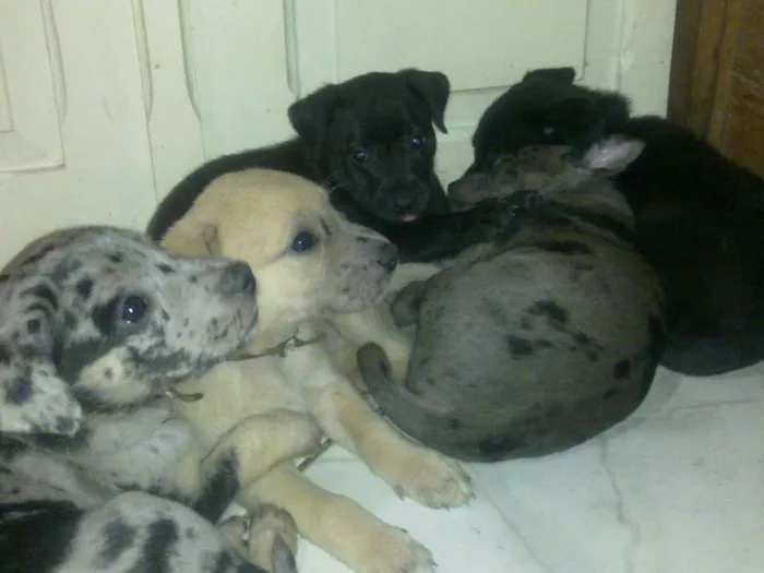 Cachorro raça não definida idade Abaixo de 2 meses nome indefinidos