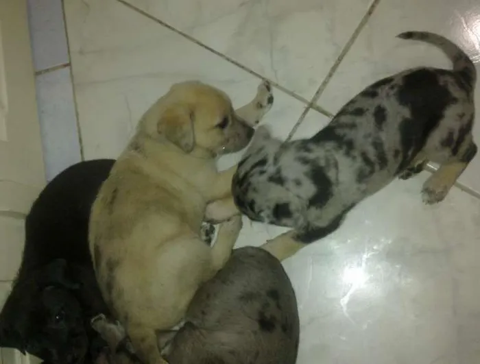 Cachorro raça não definida idade Abaixo de 2 meses nome indefinidos