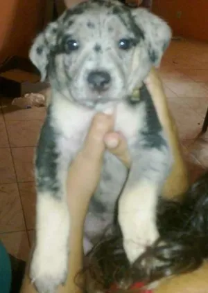 Cachorro raça não definida idade Abaixo de 2 meses nome indefinidos