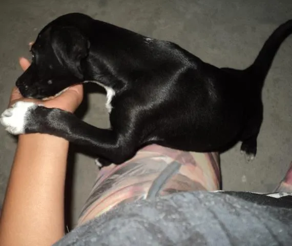 Cachorro raça  idade 2 a 6 meses nome Kiara