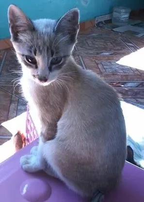 Gato raça Sem raça definida idade  nome Pitoco 