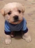 Dudu