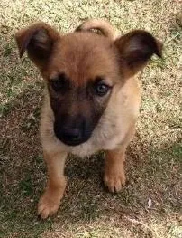 Cachorro raça Srd idade 2 a 6 meses nome Filhote ADOÇÃO