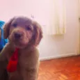 Simba