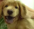 Simba