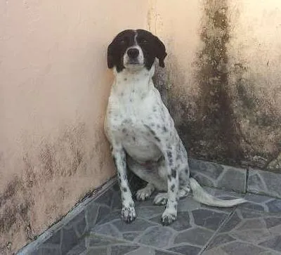 Cachorro ra a SRD idade 2 anos nome Lana