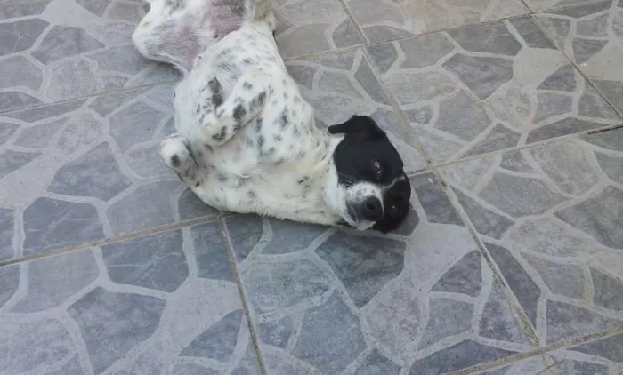Cachorro ra a SRD idade 2 anos nome Lana
