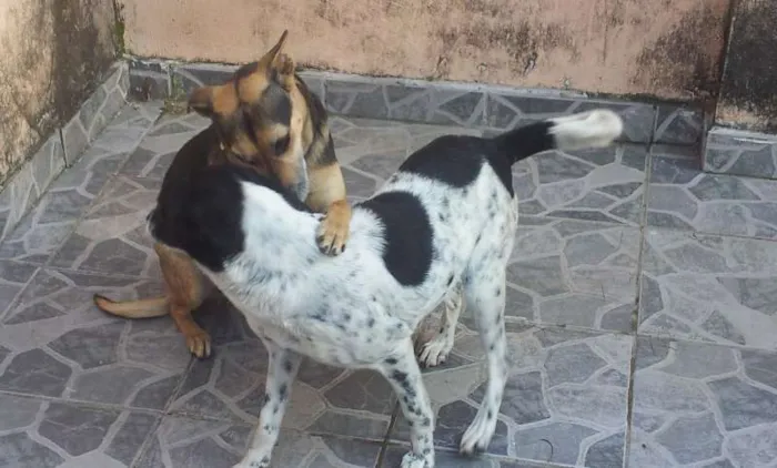 Cachorro ra a SRD idade 2 anos nome Lana