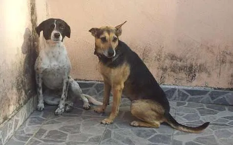 Cachorro ra a SRD idade 2 anos nome Lana