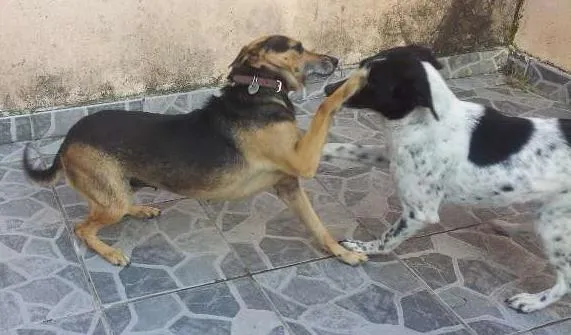 Cachorro ra a SRD idade 2 anos nome Lana