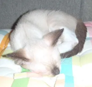 Gato raça mistiça de siames idade 2 a 6 meses nome lila