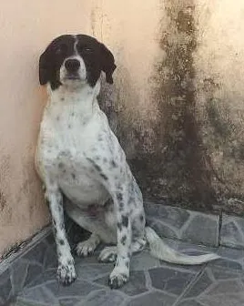 Cachorro ra a SRD idade 2 anos nome Lana