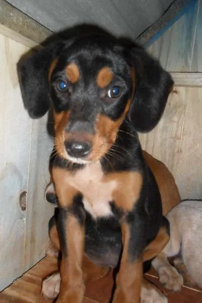 Cachorro ra a SRD idade Abaixo de 2 meses nome sem nome