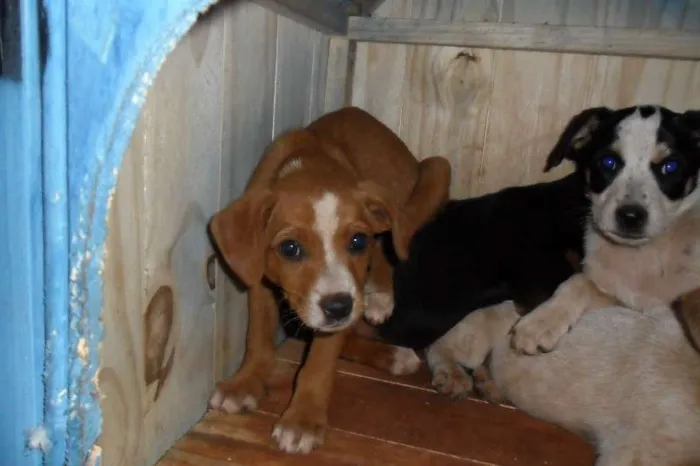 Cachorro ra a SRD idade Abaixo de 2 meses nome sem nome