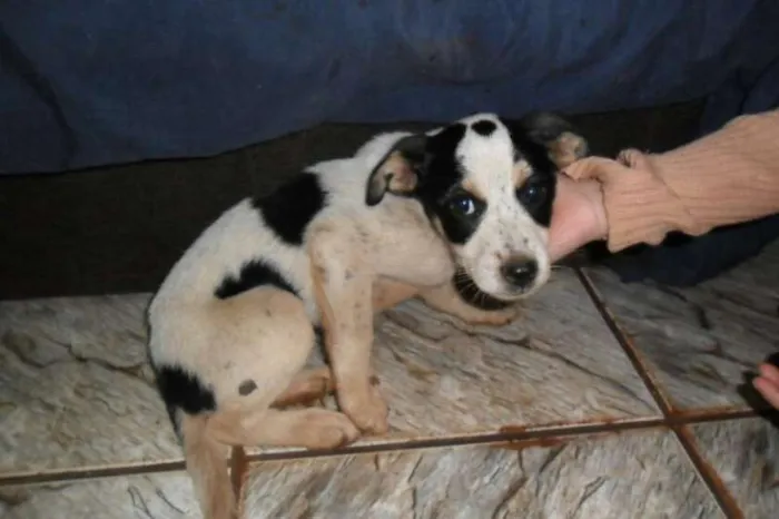 Cachorro ra a SRD idade Abaixo de 2 meses nome sem nome