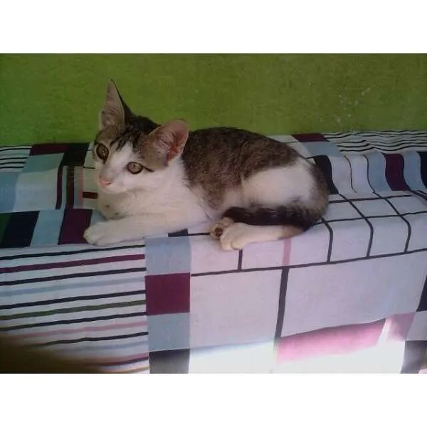 Gato ra a SRD idade 2 a 6 meses nome ANGEL