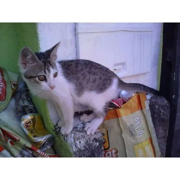 Gato ra a SRD idade 2 a 6 meses nome ANGEL