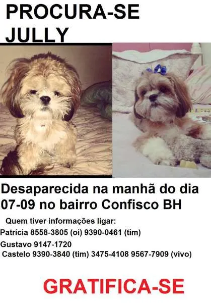 Cachorro raça Lhasa Apso idade 1 ano nome JULLY GRATIFICA