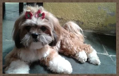 Cachorro raça Lhasa Apso idade 1 ano nome JULLY GRATIFICA