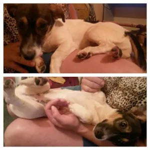 Cachorro raça SRD idade  nome Lindinha