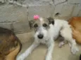 Lindos Cães Filhote
