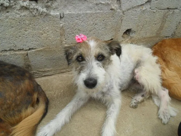 Cachorro raça Diversas idade  nome Lindos Cães Filhote