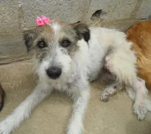 Cachorro raça Diversas idade  nome Lindos Cães Filhote
