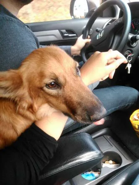 Cachorro raça  idade 7 a 11 meses nome zelda