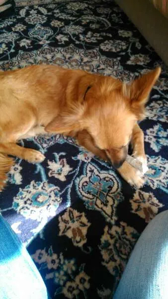 Cachorro raça  idade 7 a 11 meses nome zelda